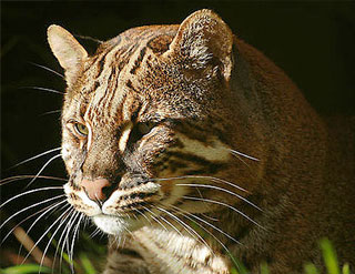 Asian Golden Cat