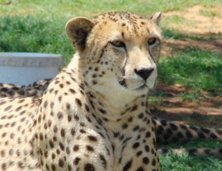 Cheetah