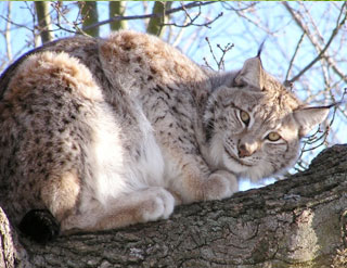 Eurasian Lynx