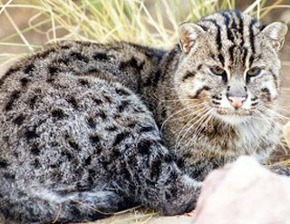 Fishing Cat