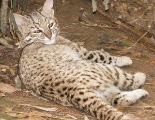 Geoffroy's Cat