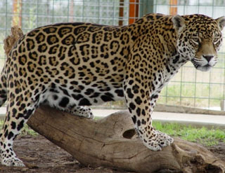 Jaguar