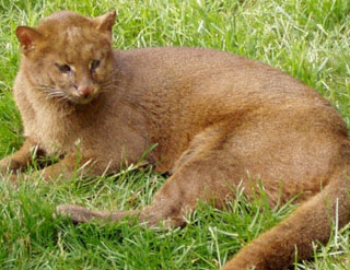 Jaguarundi