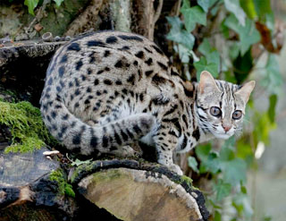 Leopard Car