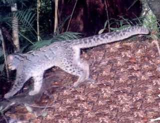 Marbled Cat