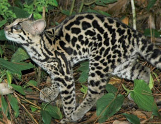 Margay