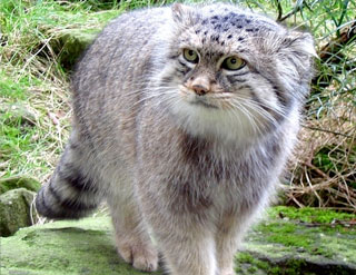 Pallas' Cat