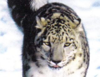 Snow Leopard